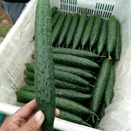 莘县无刺黄瓜 15~25cm