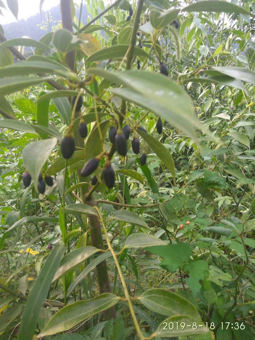 小叶樟 一次投入，终身受益，前途广阔，不愁销路。