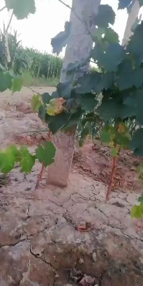 保定 葡萄苗