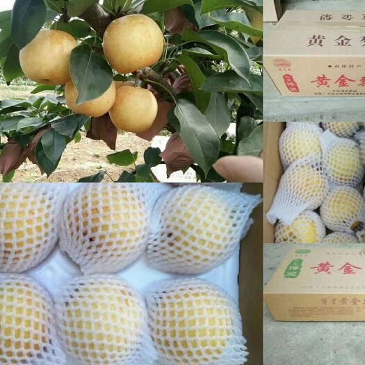 方城县黄金梨 基地直供