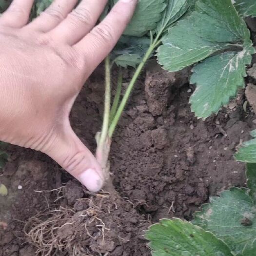 泰安牛奶草莓苗 10~20公分 地栽苗