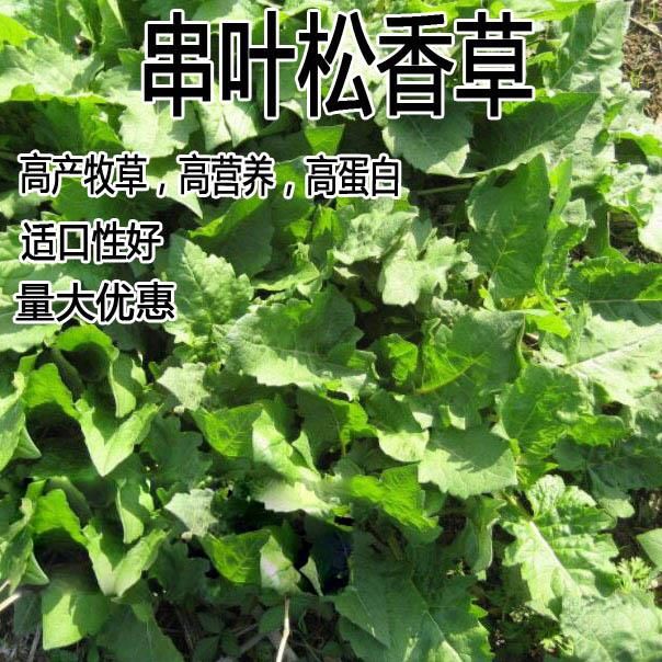 青绿饲料   串叶松香草种子 多年生猪牛羊鹅畜禽牧草籽 香槟