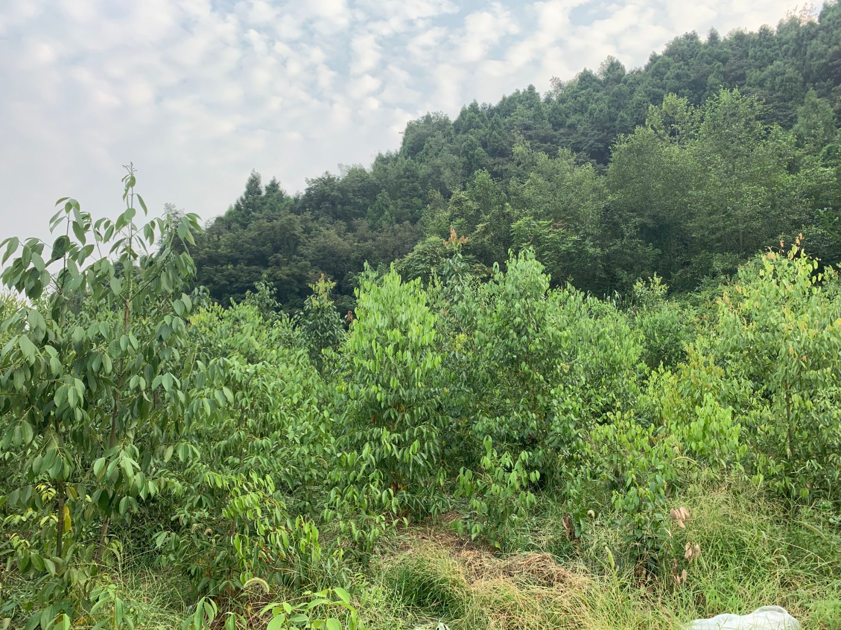 小叶樟 一次投入，终身受益，前途广阔，不愁销路。
