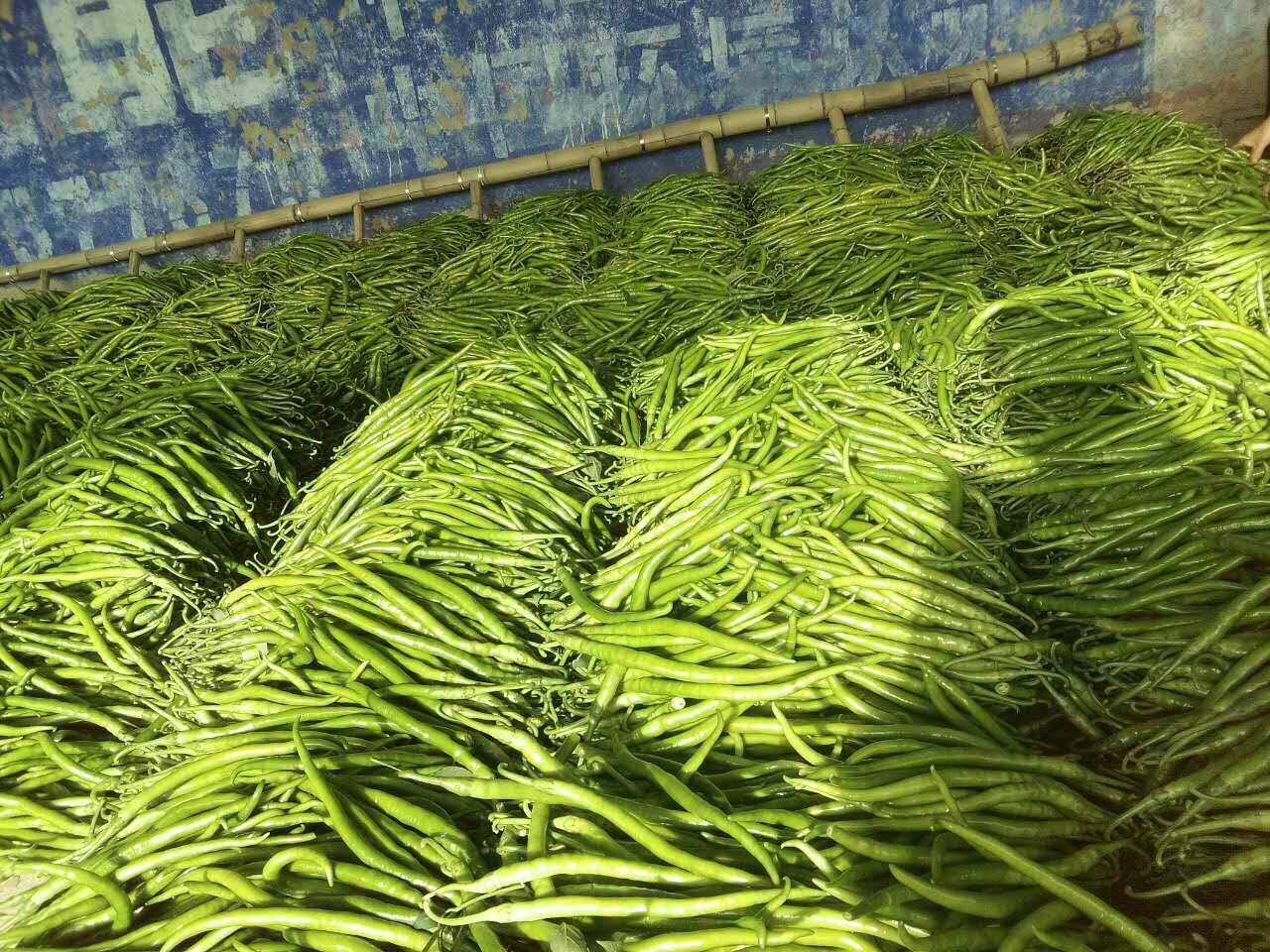 万亩大棚线椒，青线，黑金刚，二荆条，刚上市，质优价廉