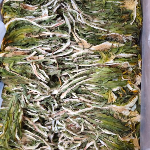 怀集县霸王花  剑花