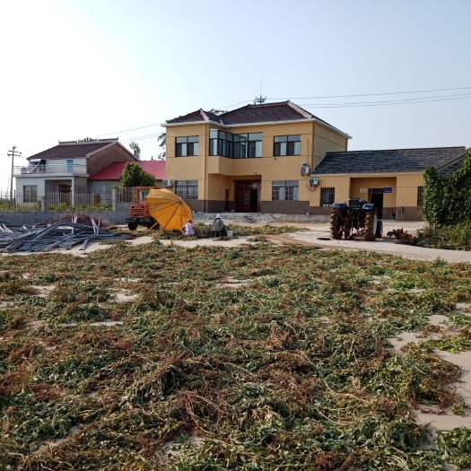 南京籼稻谷 自家基地直供晚籼稻丰两优香1号和黄华占。优质粳稻南粳5055