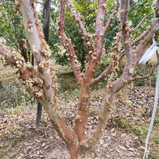 饶平县 嘉宝果，四季嘉宝果，树葡萄，土豪果，