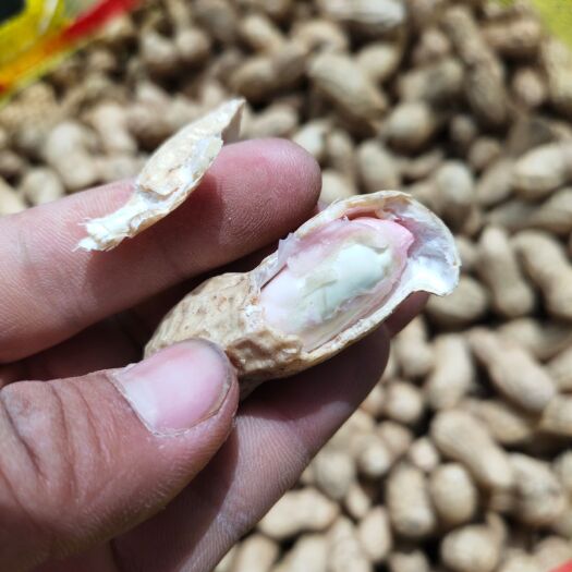 开封开封鲜花生，湿花生籽粒饱满，超市电商，市场量大优惠