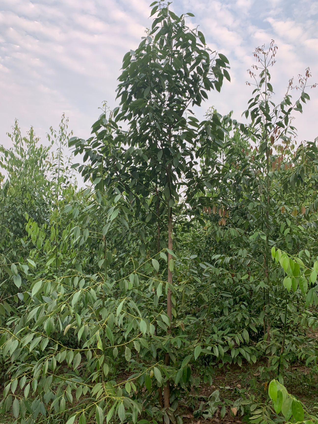 小叶樟 一次投入，终身受益，前途广阔，不愁销路。