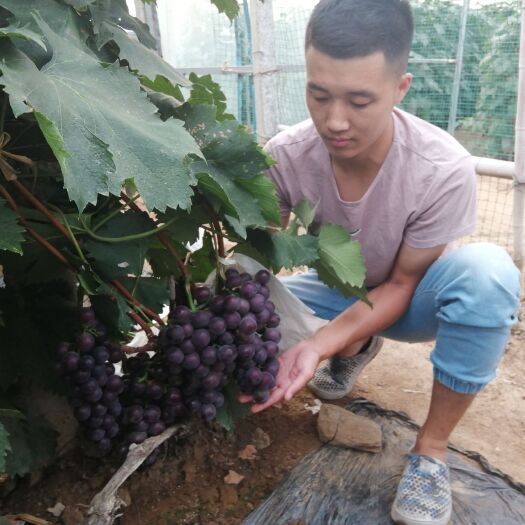 平邑县乒乓葡萄苗 乒乓球大粒葡萄      口感甜美     产量惊人