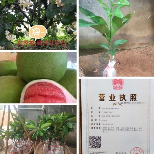 容县泰国红宝石柚苗 (四季开花挂果)