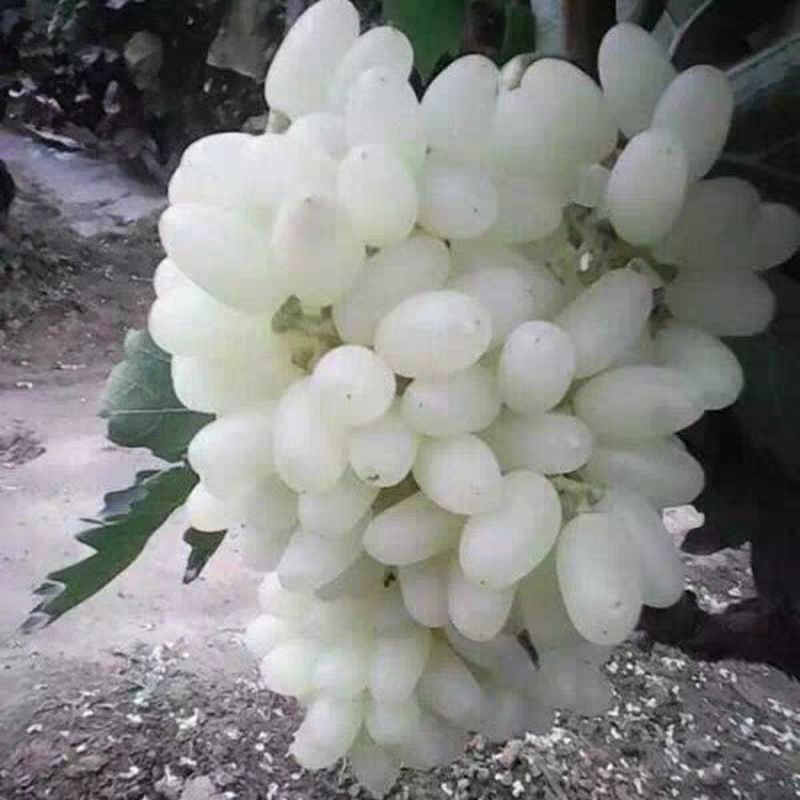  马奶提子葡萄无核奶油葡萄白牛奶葡萄苗 南方北方种植当年结