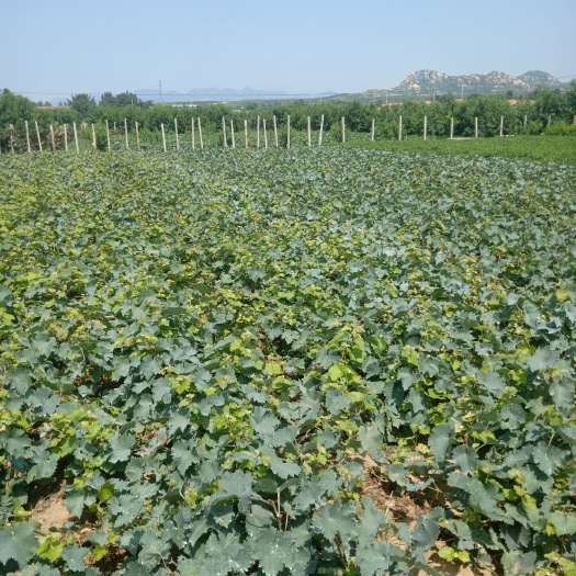 平邑县浪漫红颜葡萄苗 浪漫红颜葡萄果肉无核细嫩，肉质硬脆，果实为红色椭圆型，果粒紧