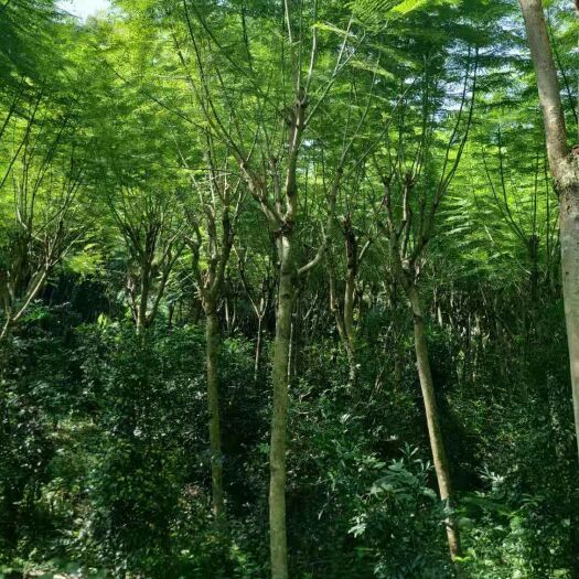 容县 尖叶蓝花楹