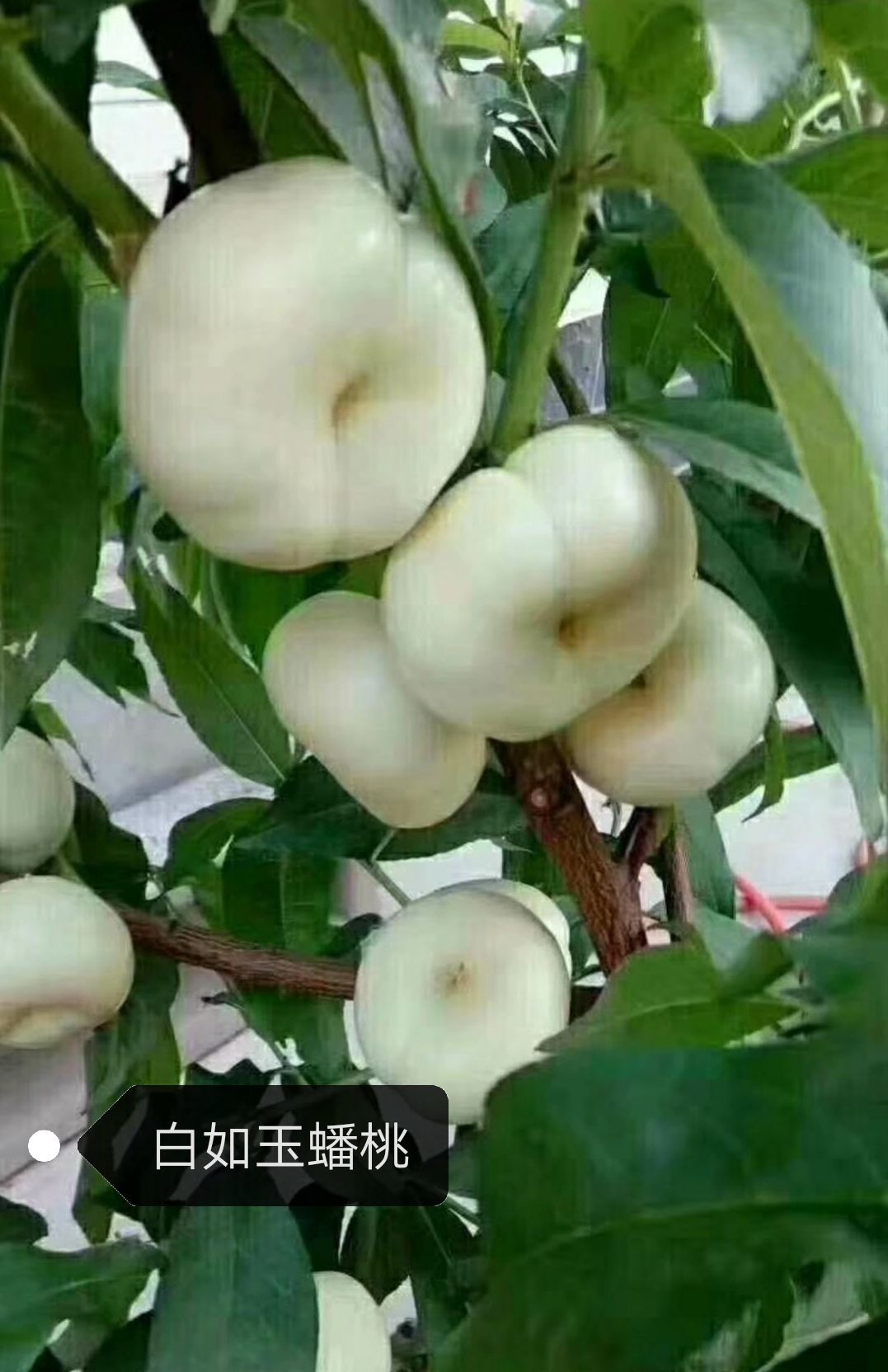 黄桃树苗 桃苗