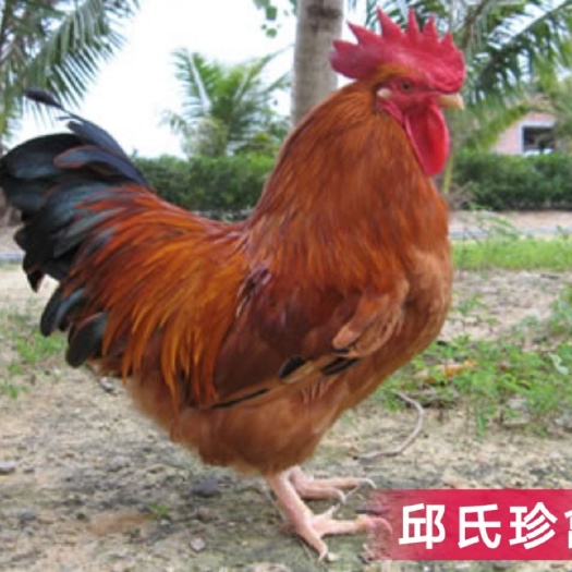 南宁文昌鸡苗 公
