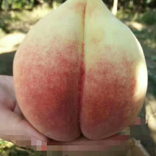 深州市 深州大蜜桃，中秋馈赠佳品