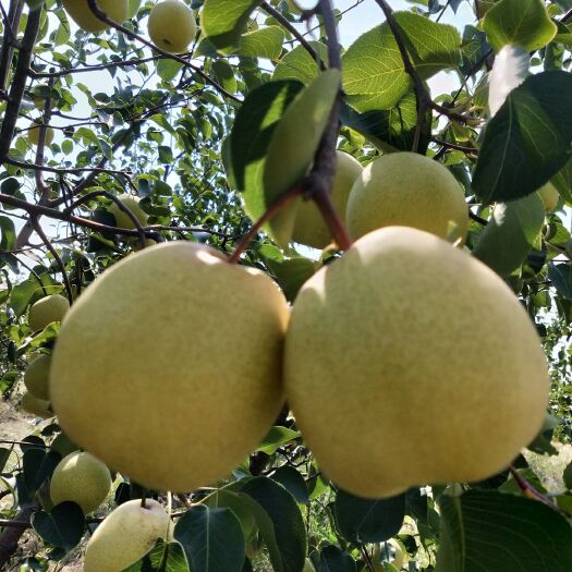 乾县 胡罗村酥梨，一件代发