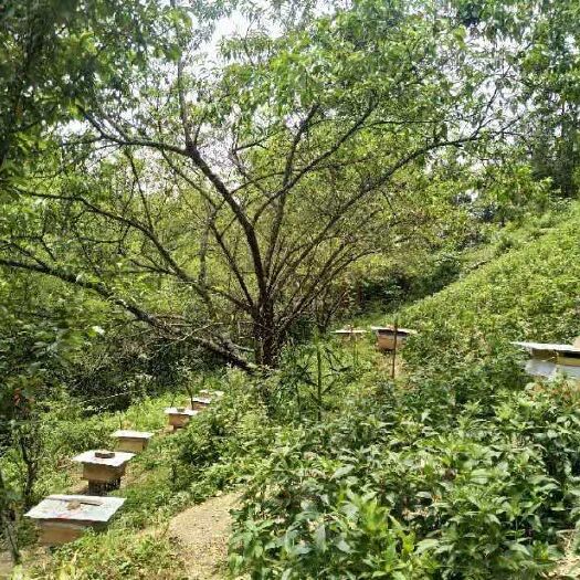 咸丰县 大山天然，无污染蜂蜜，假一赔百。