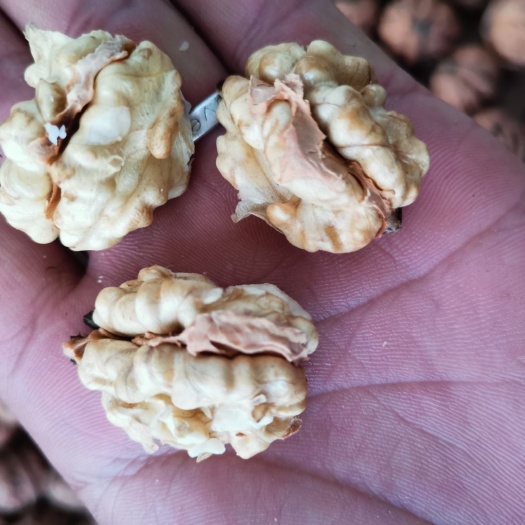 施甸县 新鲜老品种核桃品质好，皮薄，果肉香，喜欢吃核桃的请与我联系！