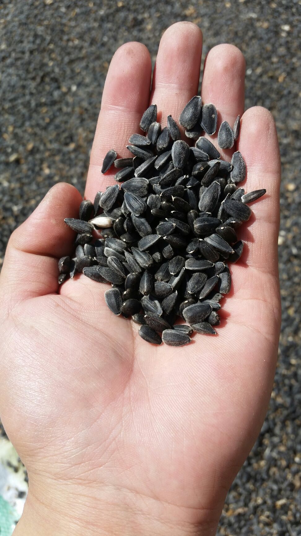 油葵  新疆伊犁葵花子