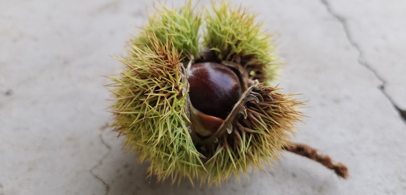 油栗