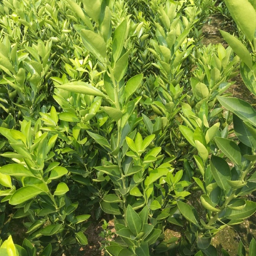 松滋市脐橙树苗 早红(九月红)脐橙苗