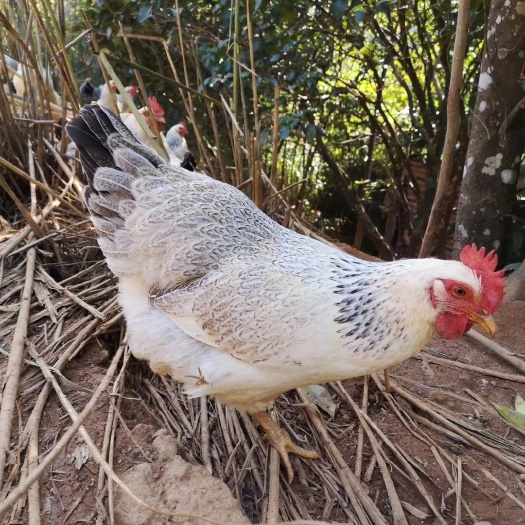南宁 彩凤鸡苗