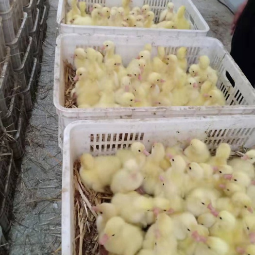 驻马店 卖鹅苗，收大鹅