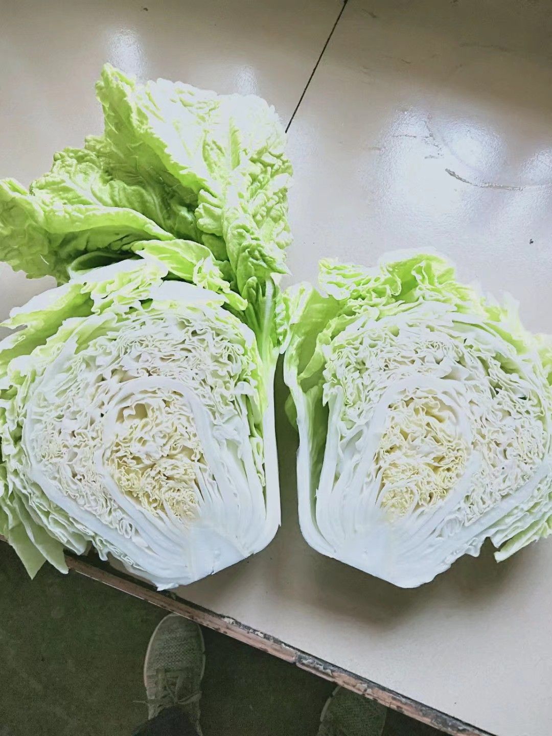 黄心大白菜  夏阳白菜，抗热王白菜，山东大白菜肥城大量供应
