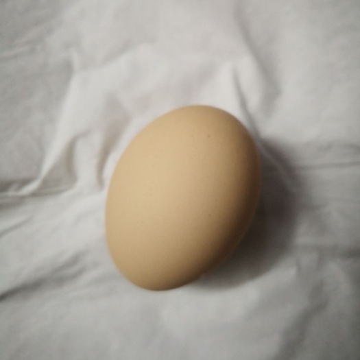  供应（贵州产）富硒鸡蛋，他天然绿色食品，质量好价格低，赵汉春