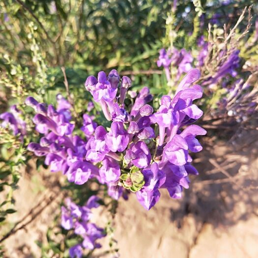 子洲县黄芩 陕北枯芩