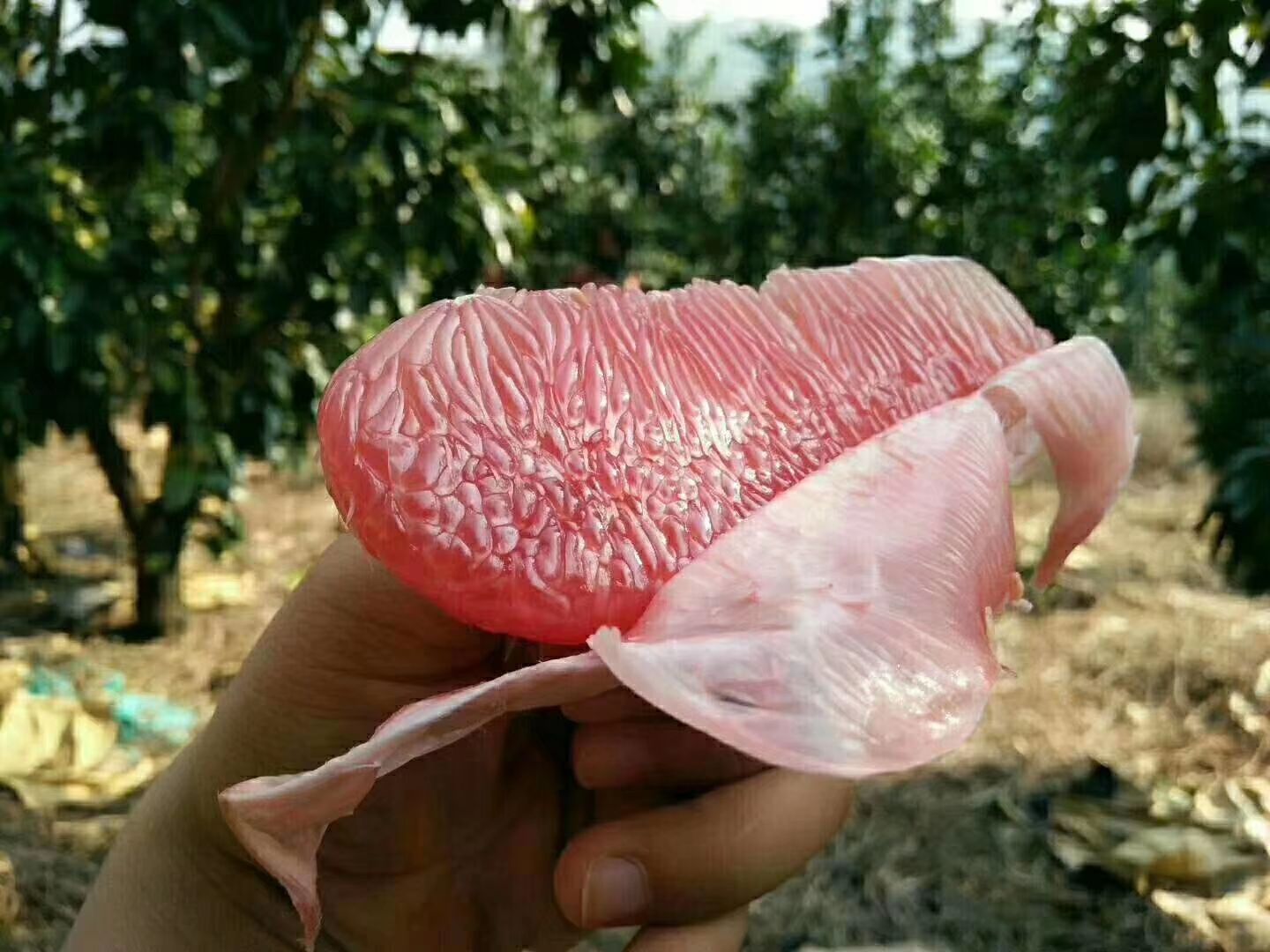 三红蜜柚 红柚