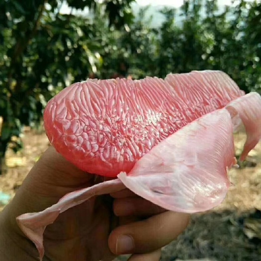 三红蜜柚 红柚