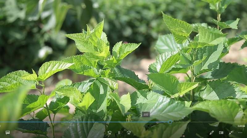 绛县 桑树苗果桑苗黑珍珠苗长果桑苗保证100成活