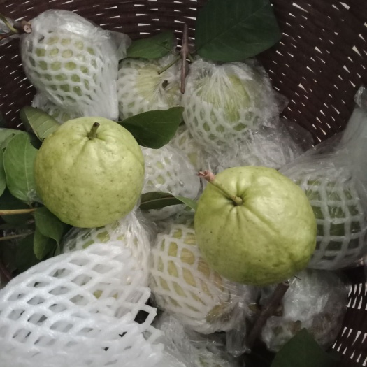 巴马县白心番石榴 纯绿色食品，没有任何药物喷放请放心购买
