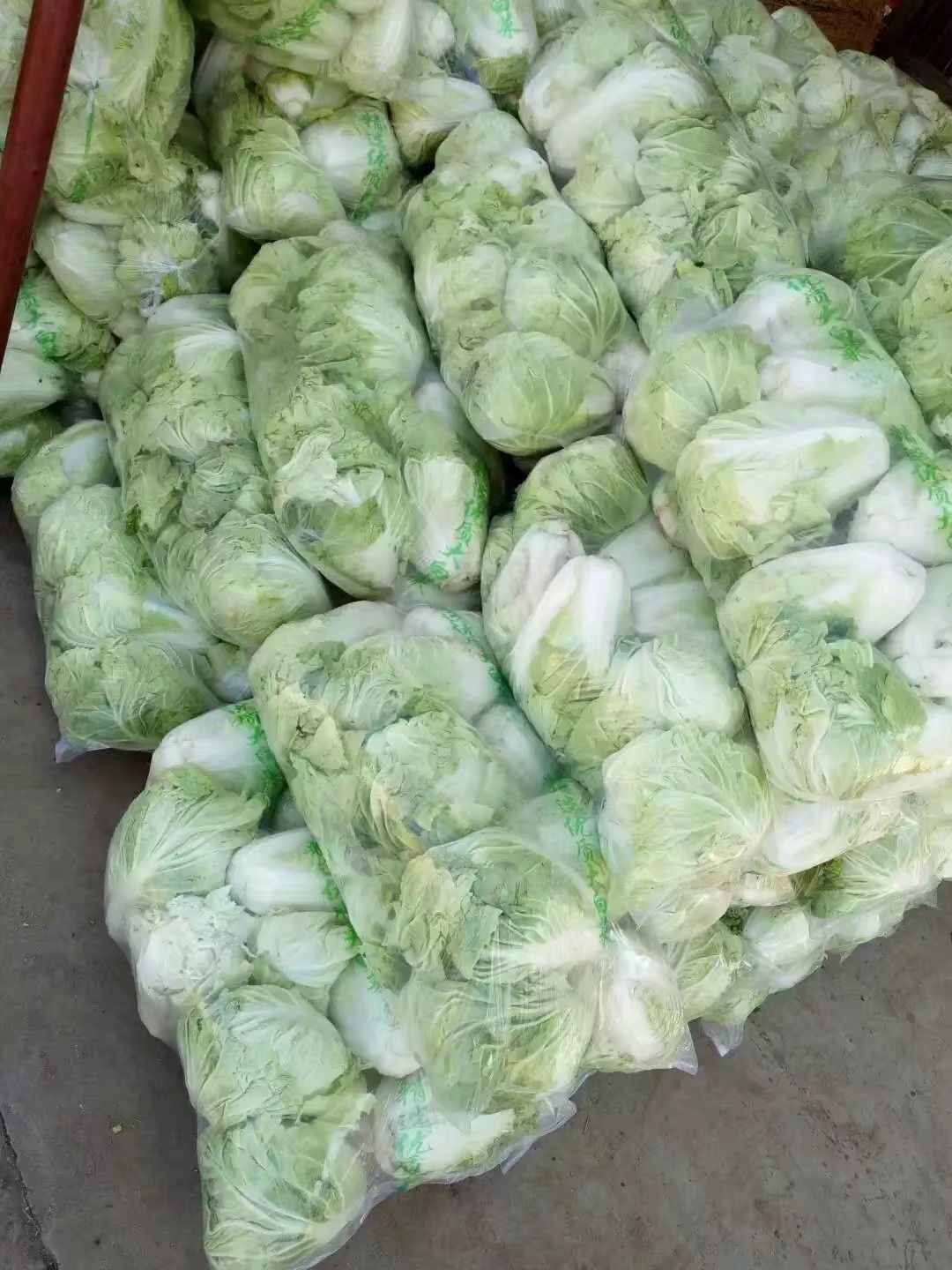 黄心大白菜  夏阳白菜，抗热王白菜，山东大白菜肥城大量供应
