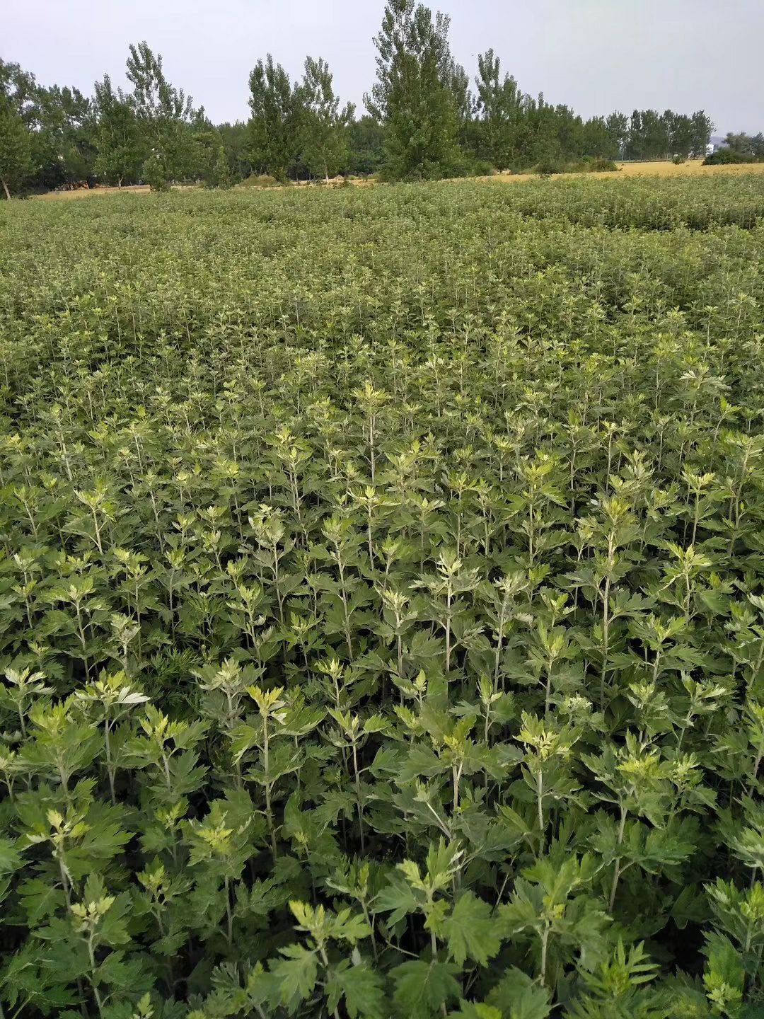 产地只发全科艾草，大艾叶量大从优价格美丽