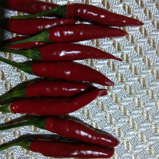 亳州二荆条辣椒 5~10cm 微辣 红色