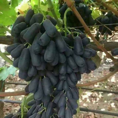 平邑县 甜蜜蓝宝石葡萄苗