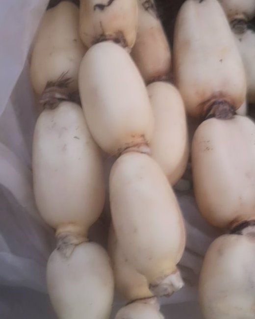 3735藕苗 水洗藕