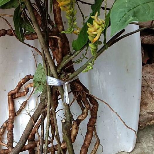 乐业县黄花倒水莲