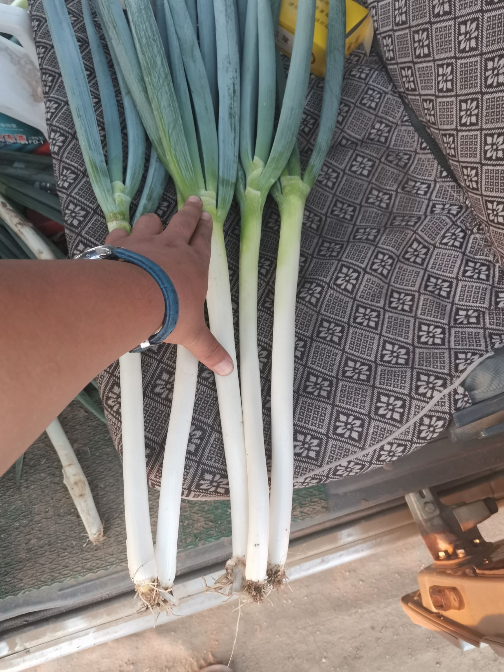 钢葱  代发毛葱大量现货产地供应抢货模式