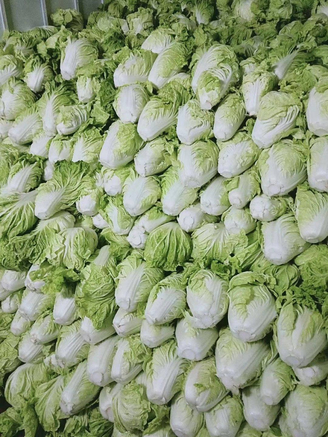 黄心大白菜  夏阳白菜，抗热王白菜，山东大白菜肥城大量供应