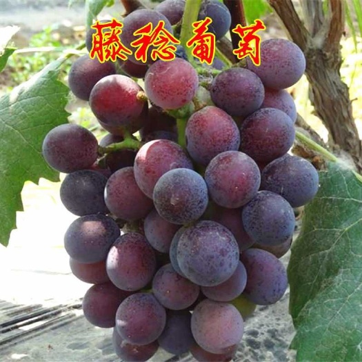 平邑县 嫁接藤稔葡萄苗，当年结果，南北方种植，盆栽地栽
