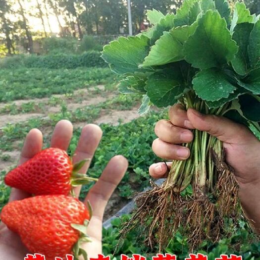 平邑县 甜茶理草莓苗 现挖现发 泡沫箱 加冰保湿发货 保证成活率