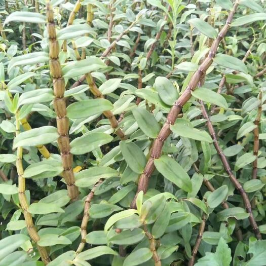 思茅铁皮石斛
