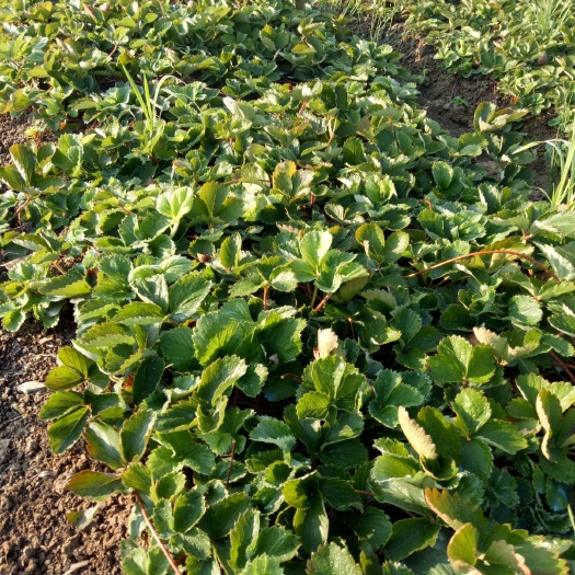 遵义红颜草莓苗 10~20公分 地栽苗