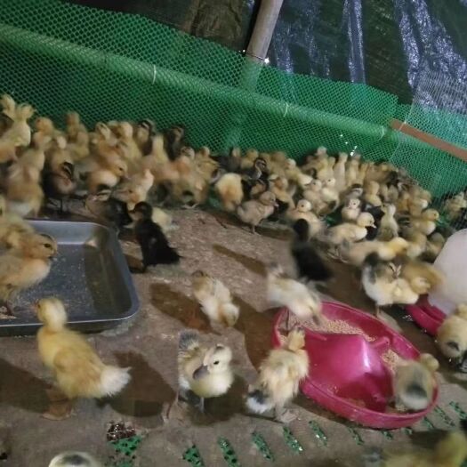 罗源县 鸭苗货源充足