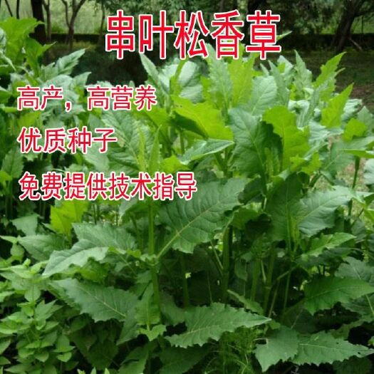 青绿饲料   串叶松香草种子 多年生猪牛羊鹅畜禽牧草籽 香槟